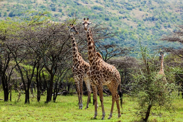 Girafes Maasai Mara National Park Groupe de girafes sur safari Kenya faune animale