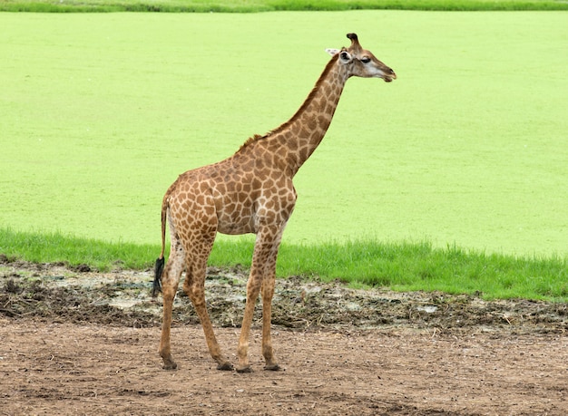 Girafes sur la nature