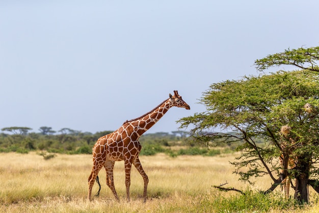 Les girafes de Somalie mangent les feuilles des acacias