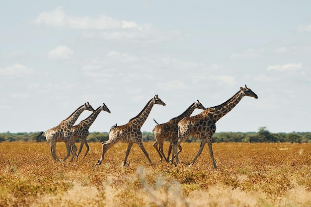 Les girafes sont à l'extérieur dans la faune en Afrique