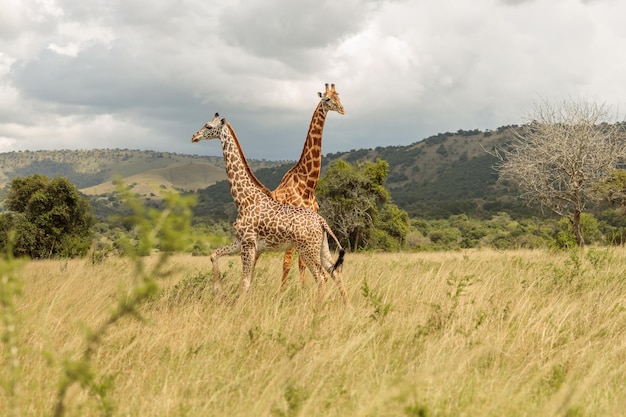 Photo girafes sur le terrain dans le parc national en afrique