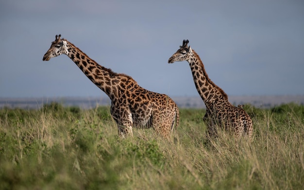Girafes avec vue sur la montagne du Kilimandjaro dans le Parc National d'Amboseli, Kenya