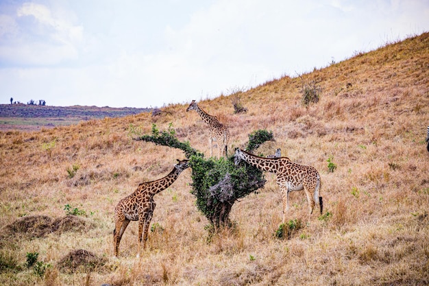 Photo giraffe du masai animaux sauvages mammifères savane prairies réserve nationale de chasse du masai mara parc national de chasse nar