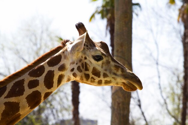 Photo giraffe galore des photos époustouflantes de créatures majestueuses pour votre contenu créatif