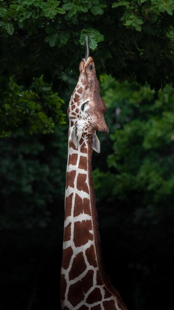 Giraffe réticulée