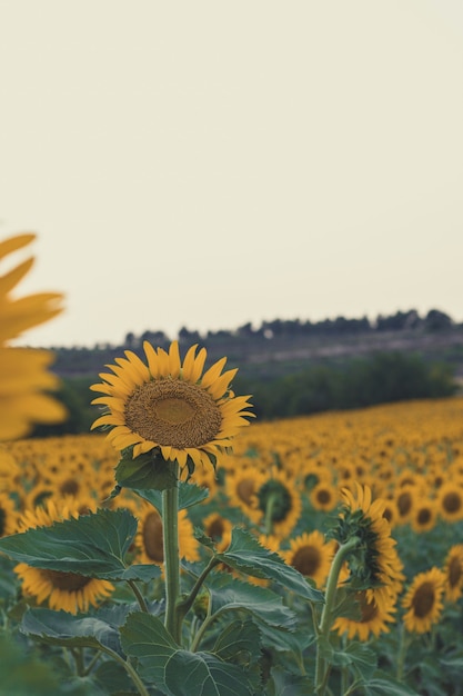 Photo girasol en apprêt plano en un campo de girasoles