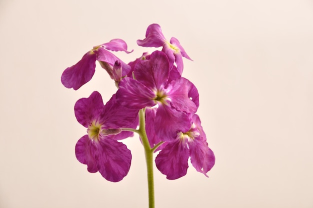 Giroflée violette