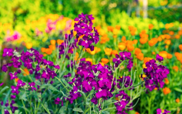 Giroflées dans le jardin