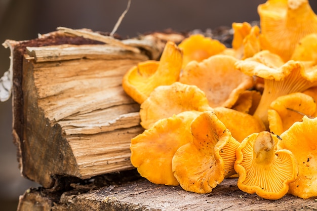 girolles aux champignons sur fond de bois.