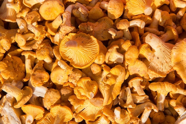 Girolles fraîchement cueillies