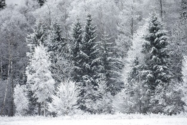 Givre sur les arbres au bord de la forêt