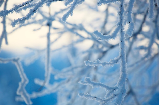 Givre sur les arbres