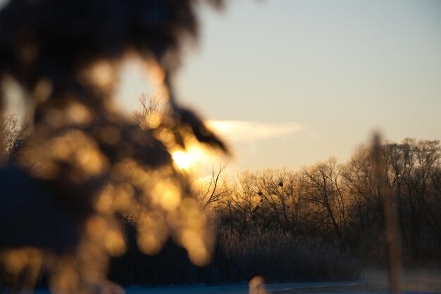 Givre sur les arbres