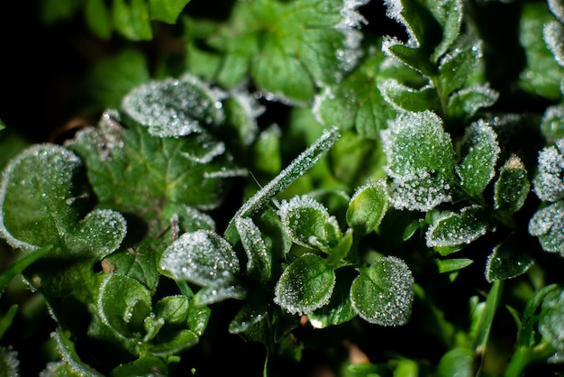 Givre au sol : givre sur l'herbe verte