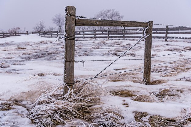 Photo givre blanc couvrant les poteaux de clôture en fil de fer barbelé dans la campagne de la saskatchewan