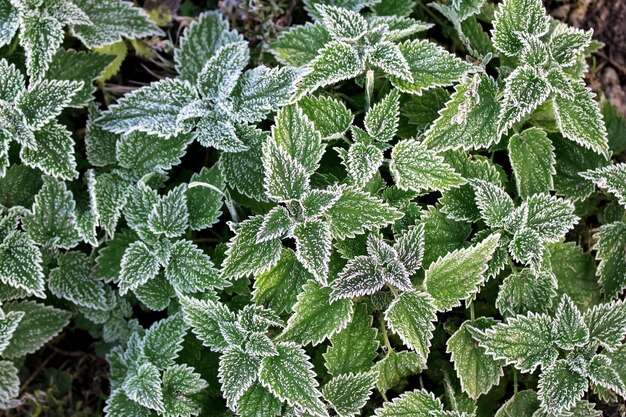 Givre blanc sur les feuilles d'ortie. Les premières gelées