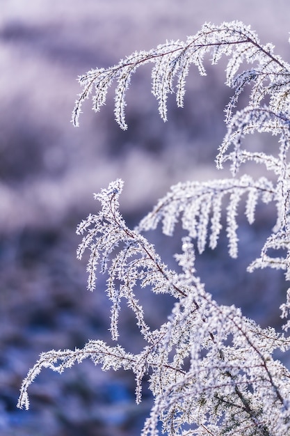 Givre sur une branche, belle carte postale d'hiver