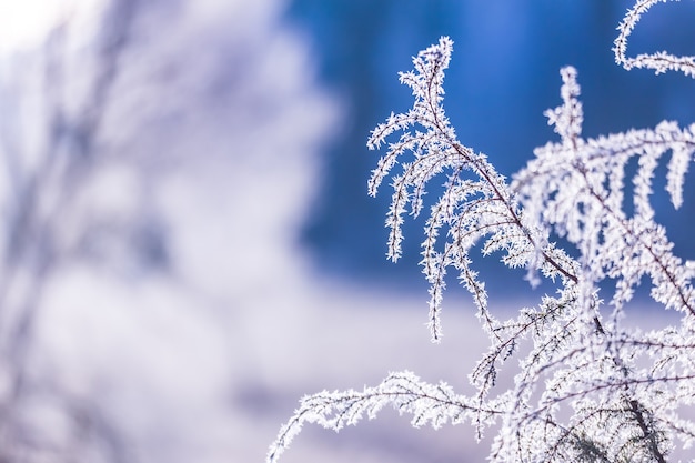 Givre sur une branche, belle carte postale d'hiver