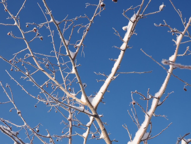 givre sur les branches des arbres contre le ciel bleu