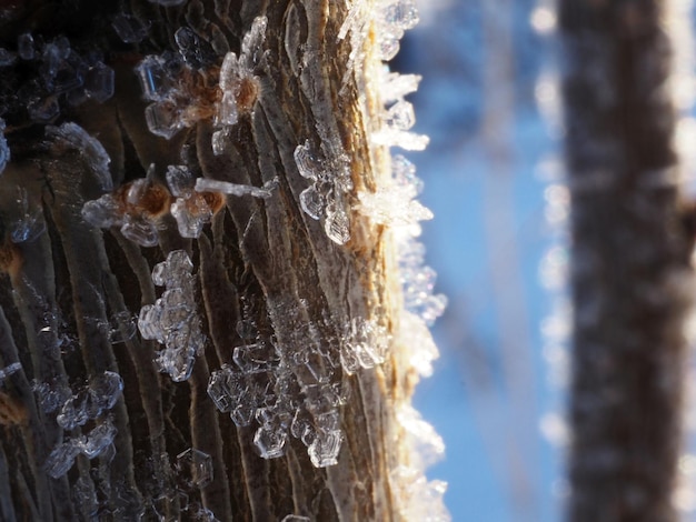 givre sur les branches des arbres