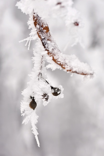 Givre sur les branches. Beau fond naturel d&#39;hiver saisonnier.