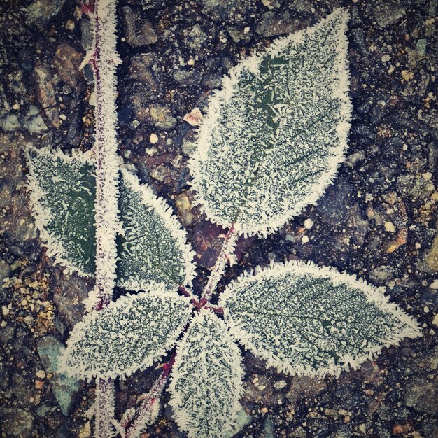 Givre sur les branches. Beau fond naturel d&#39;hiver saisonnier.