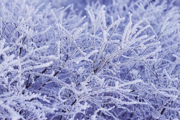 givre sur les branches en journée d'hiver ensoleillée