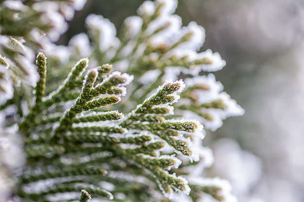 Givre sur des branches de sapin.