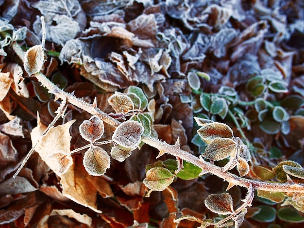 givre sur les buissons, sur les feuilles et l'herbe tombées en automne