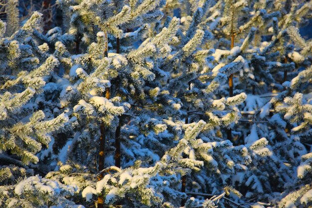 Le givre sur l'épinette