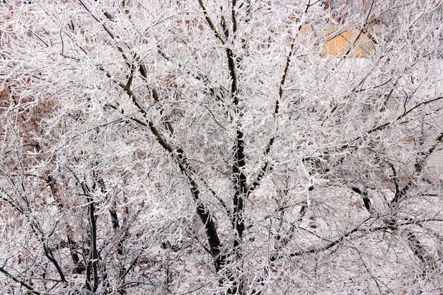 givre fabuleux collé partout avec des branches d'arbres