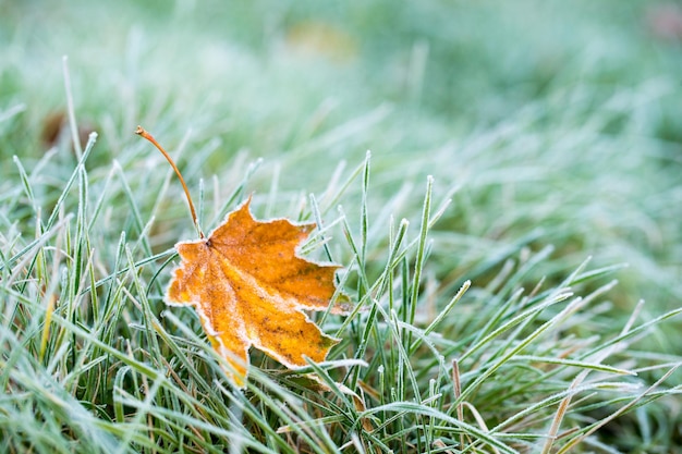 Givre sur la feuille et l'herbe