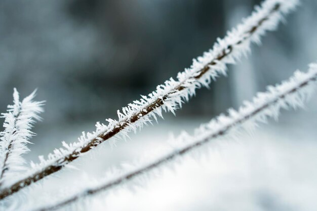 Givre sur les feuilles dans la neige dans le jardin d'hiver Branche gelée avec fond de flocons de neige