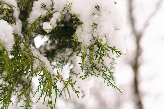 Givre sur les feuilles dans la neige dans le jardin d'hiver Branche gelée avec fond de flocons de neige