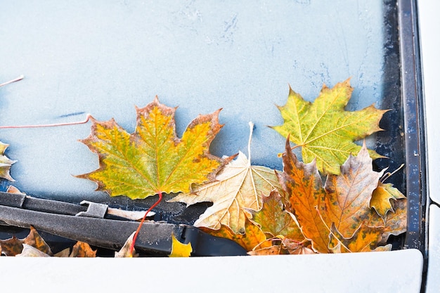 Givre sur les feuilles d'érable jaunes tombées