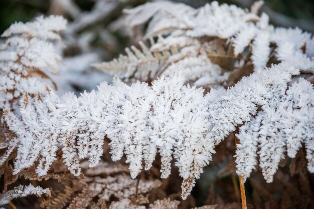 Photo givre sur les feuilles d'une fougère