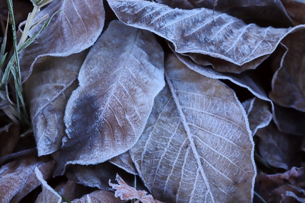 Givre sur les feuilles mortes Contexte des feuilles d'automne