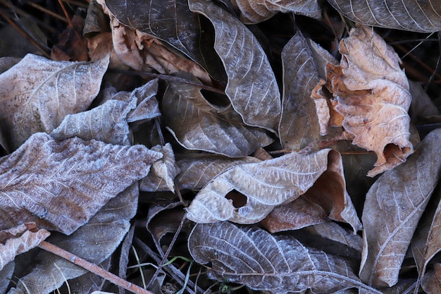 Givre sur les feuilles mortes Contexte des feuilles d'automne