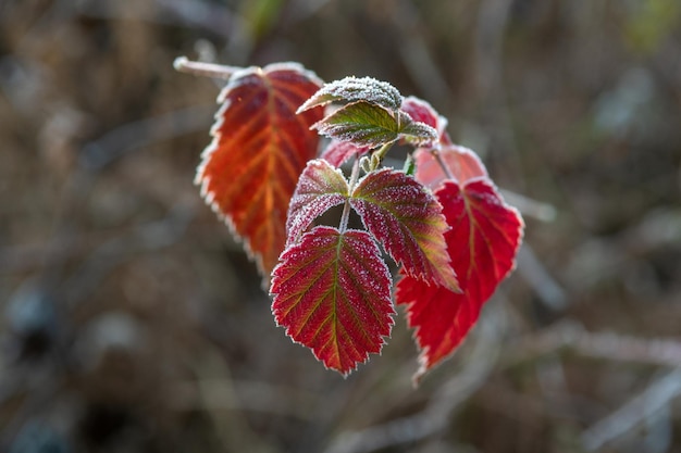 Givre sur les feuilles. Premières gelées d'automne