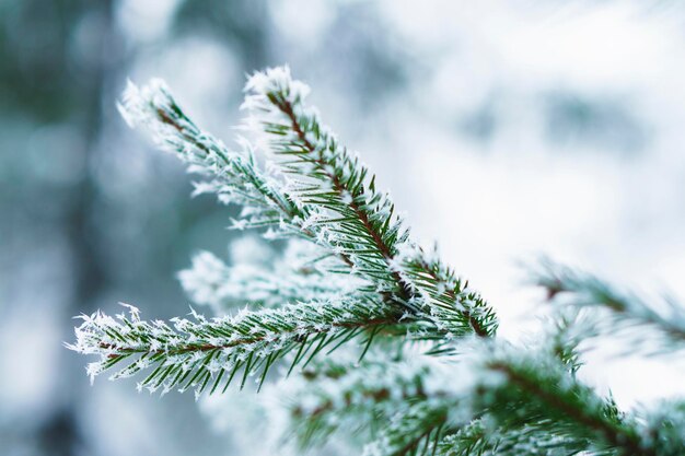 Givre sur les feuilles de sapin dans la neige dans le jardin d'hiver Épinette gelée avec fond de flocons de neige