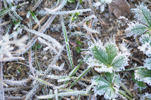 Givre gel avec des cristaux de glace sur l'herbe verte matin d'hiver.