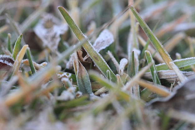 Givre sur l'herbe dans le champ