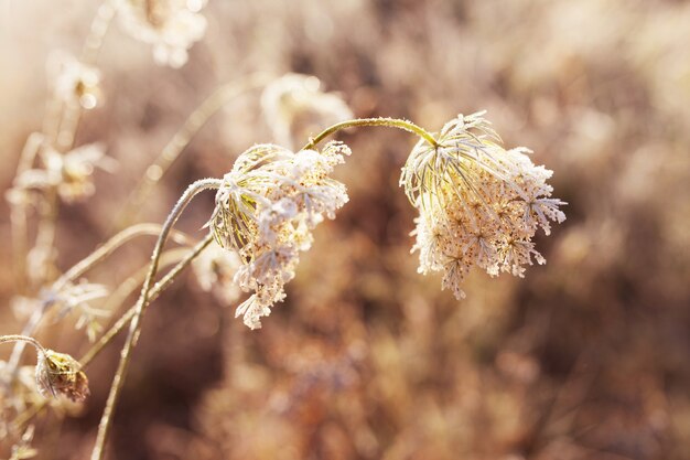 Givre sur l'herbe sèche dans le pré. Herbe couverte de givre ou fleurs sauvages. Premier gel dans la prairie de la campagne d'automne.