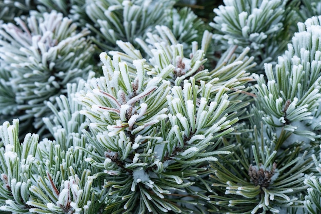 Givre d'hiver sur le pin