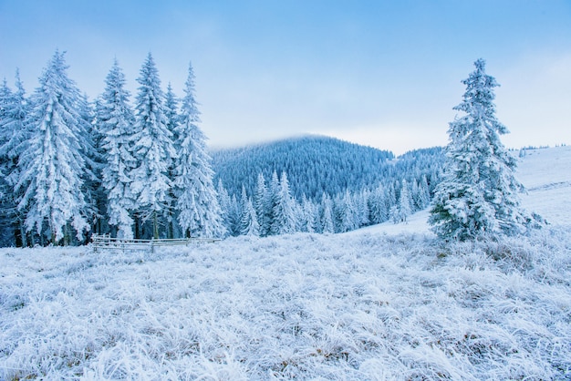 Givre en montagne hivernale