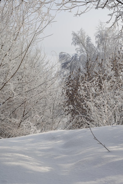 Givre et neige sur les branches des arbres Paysage d'hiver