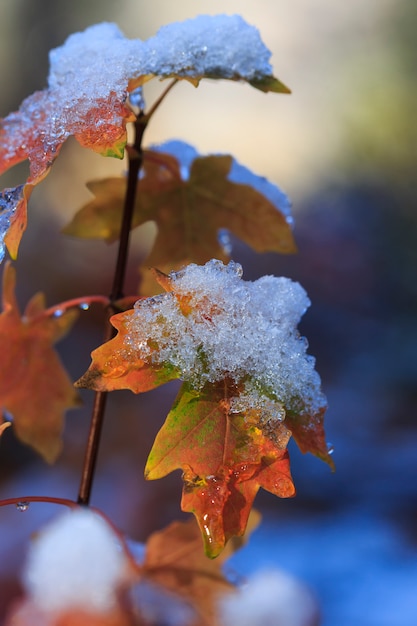 Givre et neige sur les feuilles d'automne