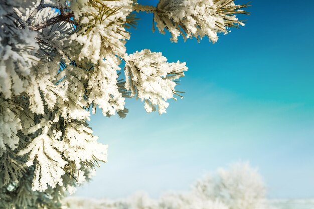 Givre et neige sur le pin dans la forêt d'hiver. Beau paysage d'hiver. faible profondeur de champ