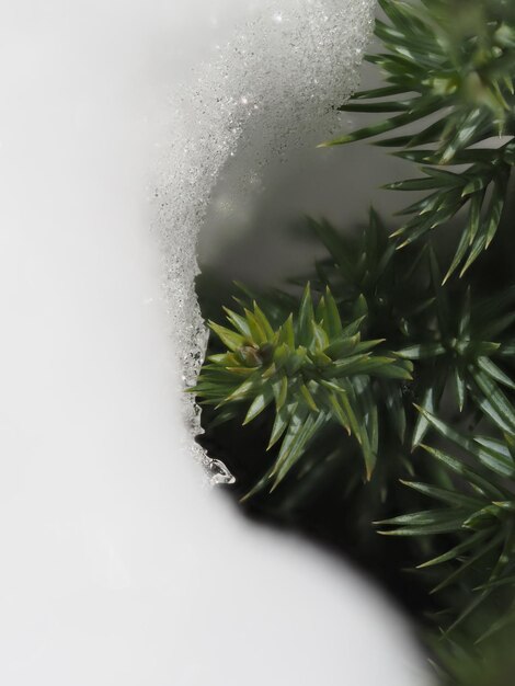 Photo de la glace sur des branches de genévrier.