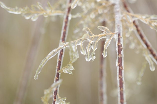 glace sur les branches des plantes après la pluie d'hiver